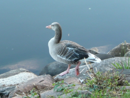 2013-06Schweden (425)