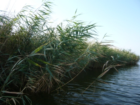 BornerBuelten 1 (15)